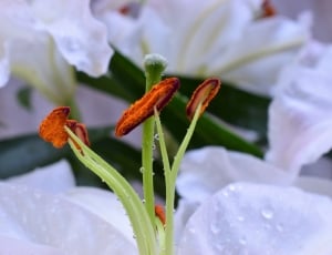 white lily thumbnail