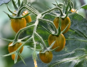 yellow cherry tomato thumbnail