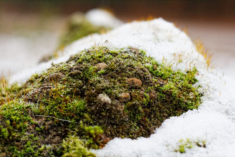 Season, Cold, Ice, Moss, Snow, Winter, nature, moss preview