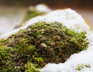 Season, Cold, Ice, Moss, Snow, Winter, nature, moss thumbnail