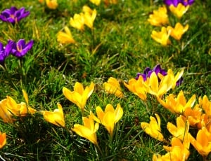 yellow and purple flowers thumbnail