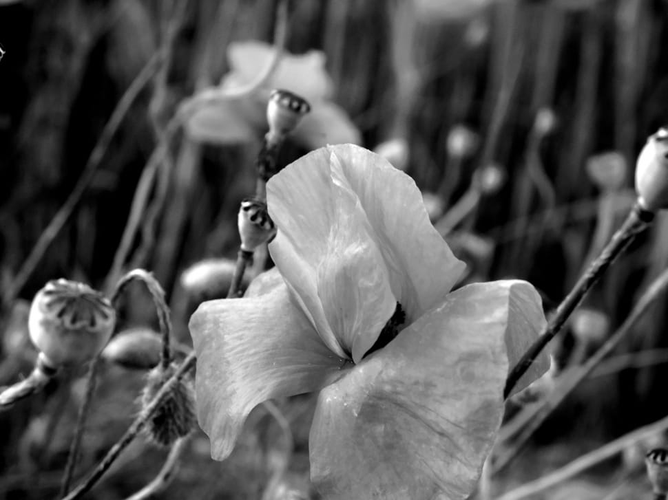 grayscale photo of flower preview
