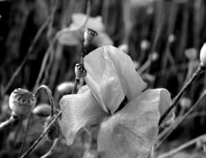 grayscale photo of flower thumbnail