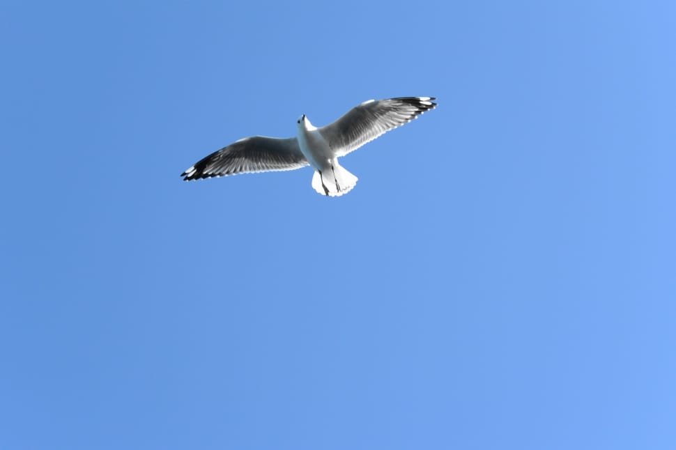 white and grey bird flying under blue sky preview