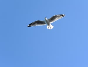 white and grey bird flying under blue sky thumbnail