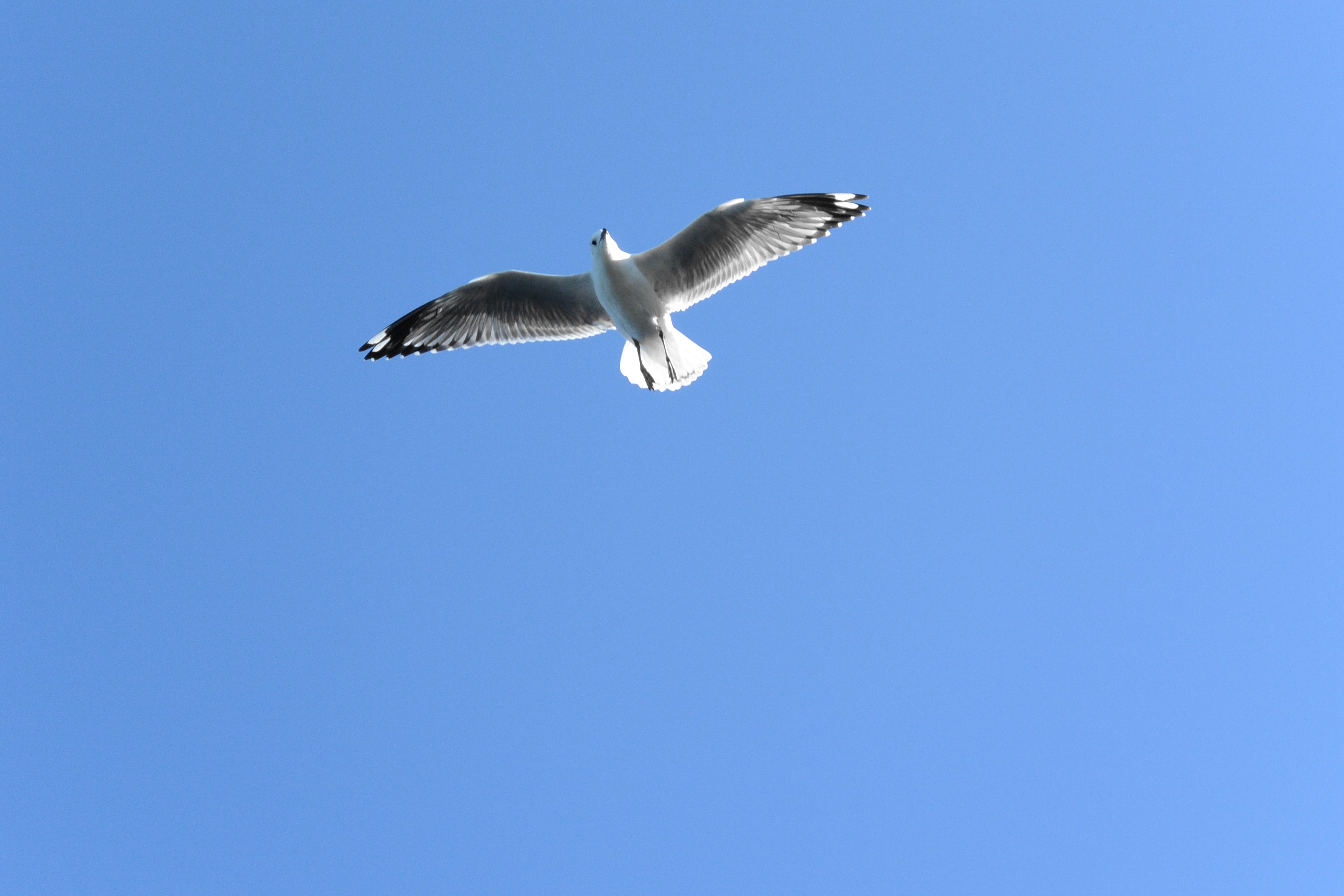 white and grey bird flying under blue sky