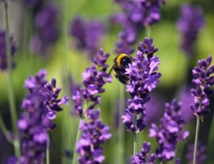 black and yellow bee and purple flower plant thumbnail