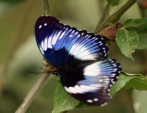 blue moon butterfly thumbnail