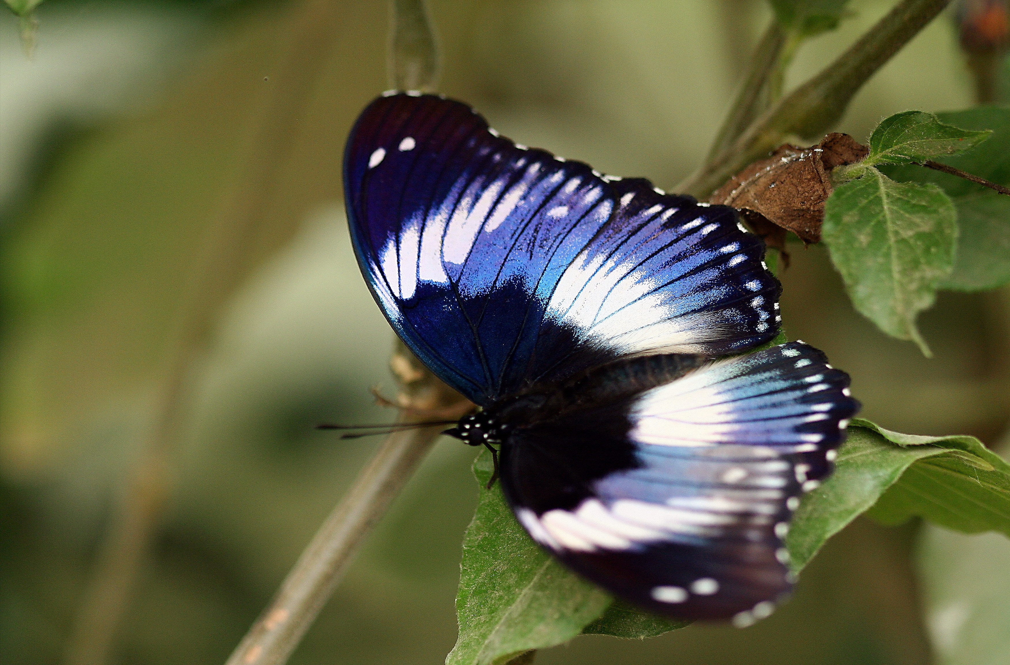 blue moon butterfly