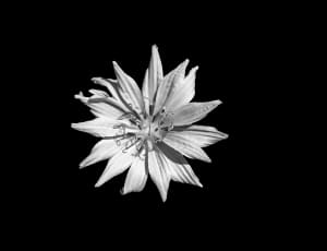 gray artificial flower decor thumbnail