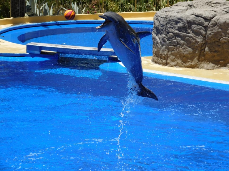 Jump, Water Park, Dolphins, Water, blue, sport preview