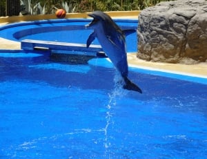 Jump, Water Park, Dolphins, Water, blue, sport thumbnail