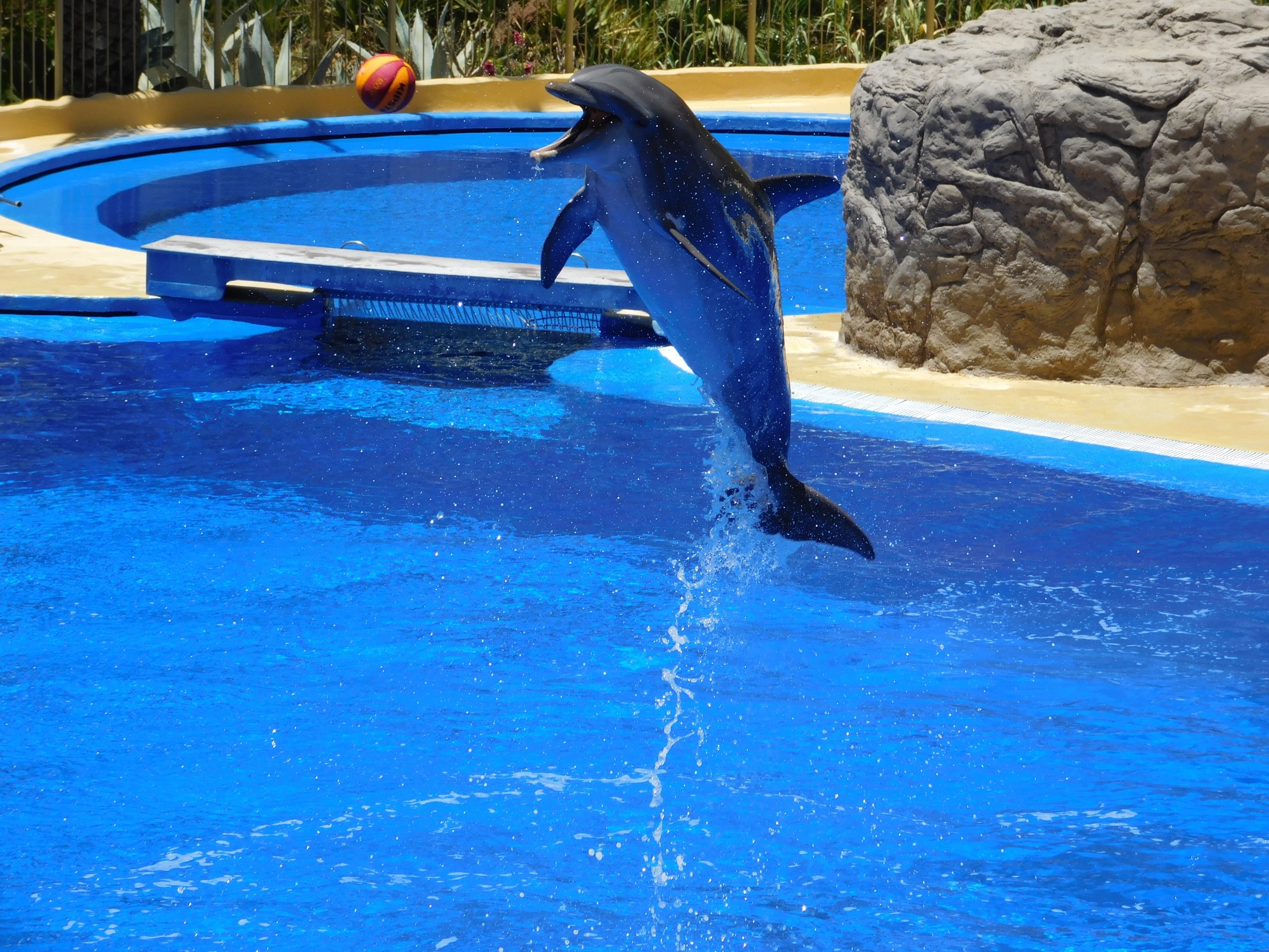 Jump, Water Park, Dolphins, Water, blue, sport
