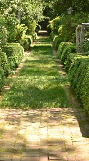 brown brick flooring between green plants during daytime thumbnail
