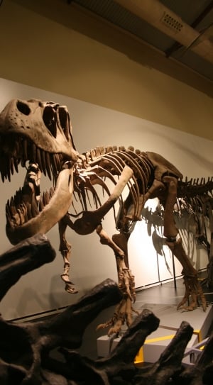 tyrannosaurus fossil thumbnail