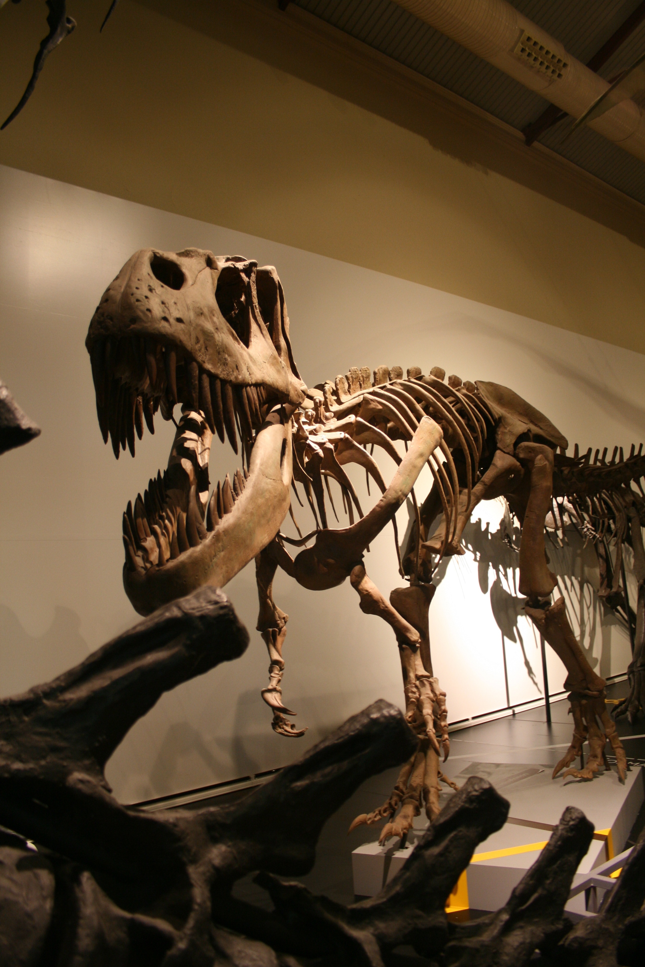 tyrannosaurus fossil