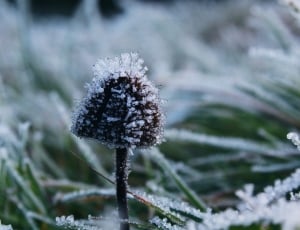 brown mushroom coated with snow thumbnail