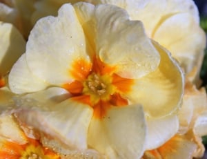 orange-and-white cluster flower thumbnail