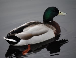 brown green and white coated duck thumbnail