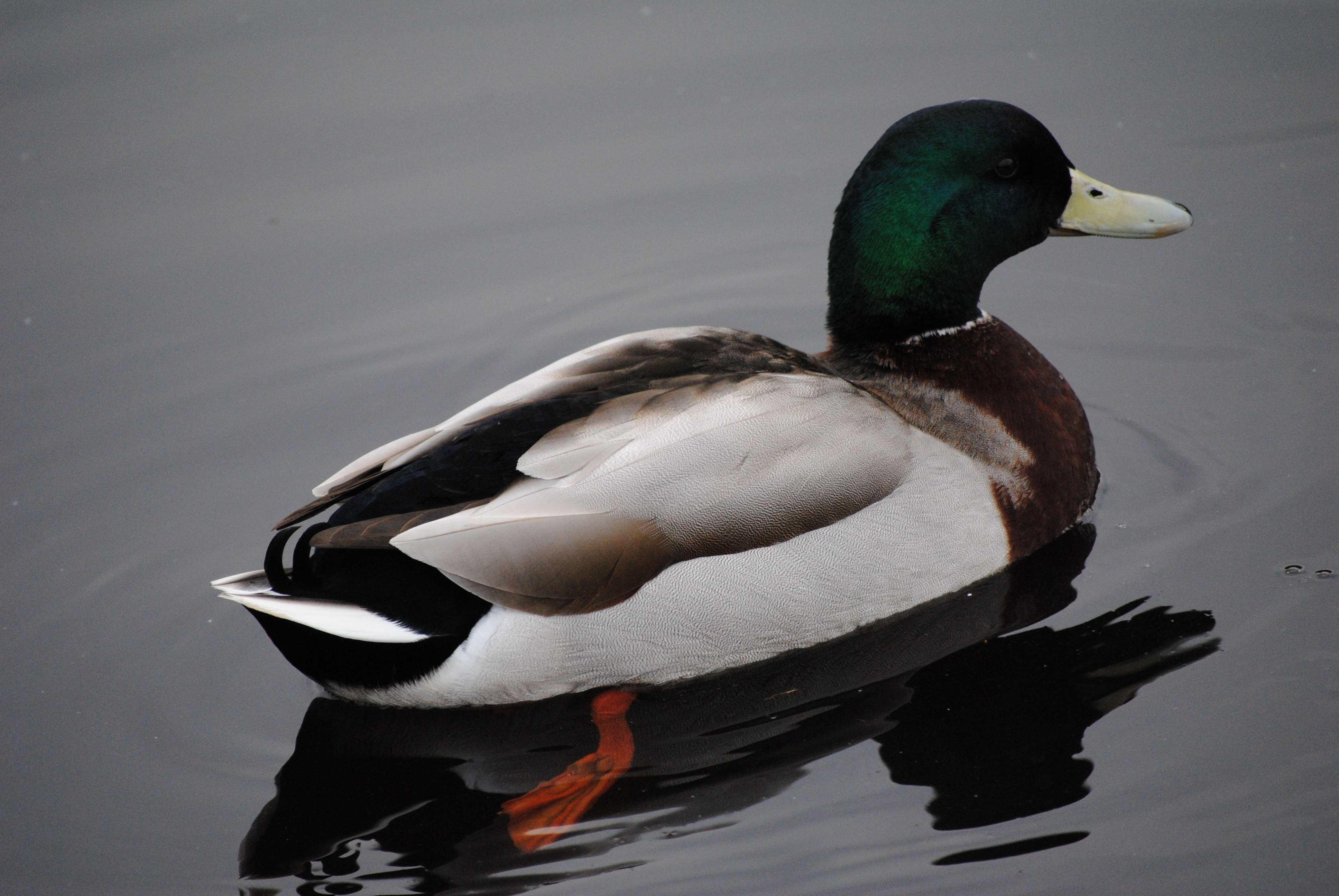 brown green and white coated duck