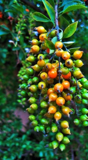 Duranta, Pointed, Shiny, Yellow, Berries, fruit, growth thumbnail
