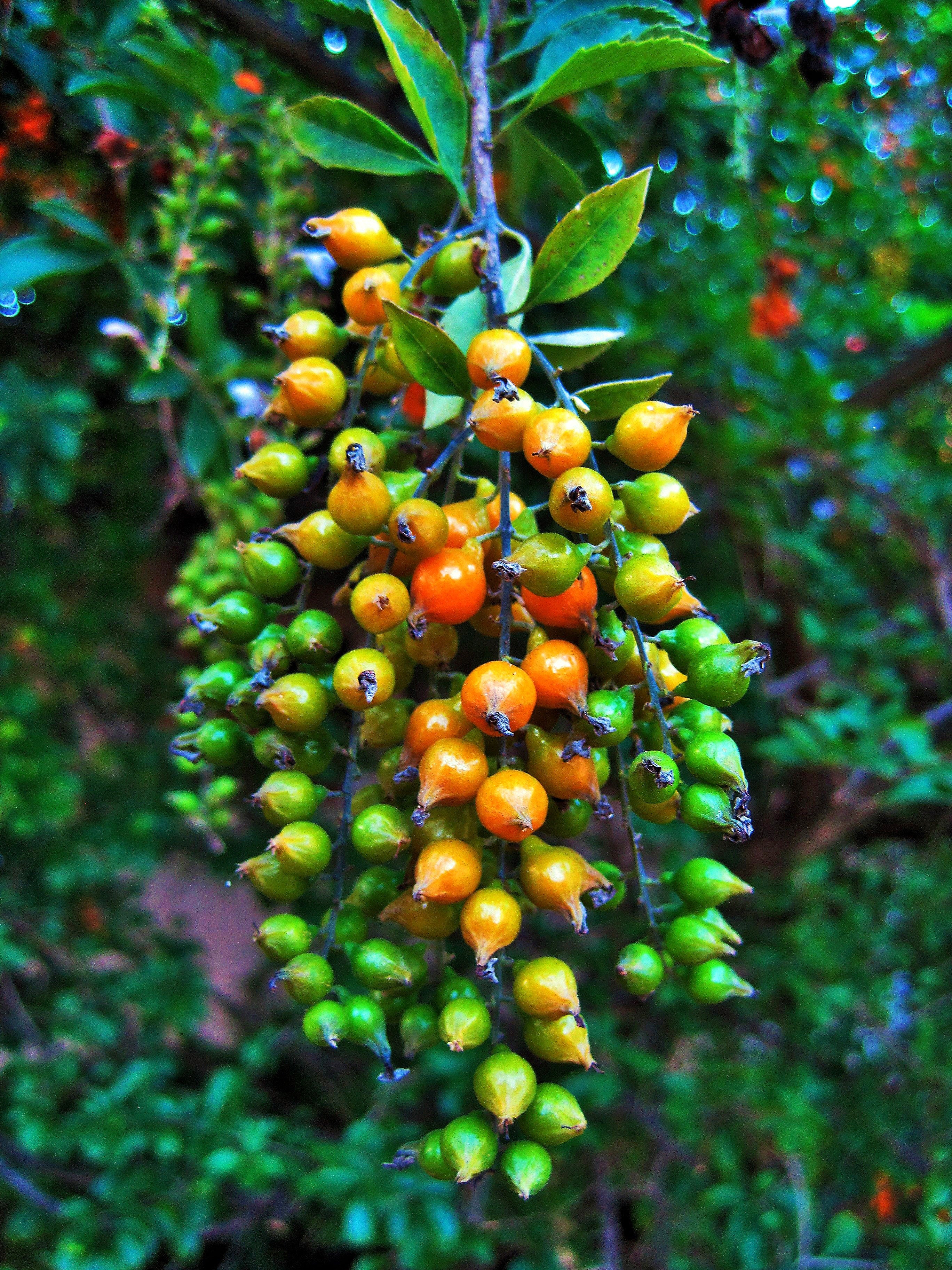 Duranta, Pointed, Shiny, Yellow, Berries, fruit, growth