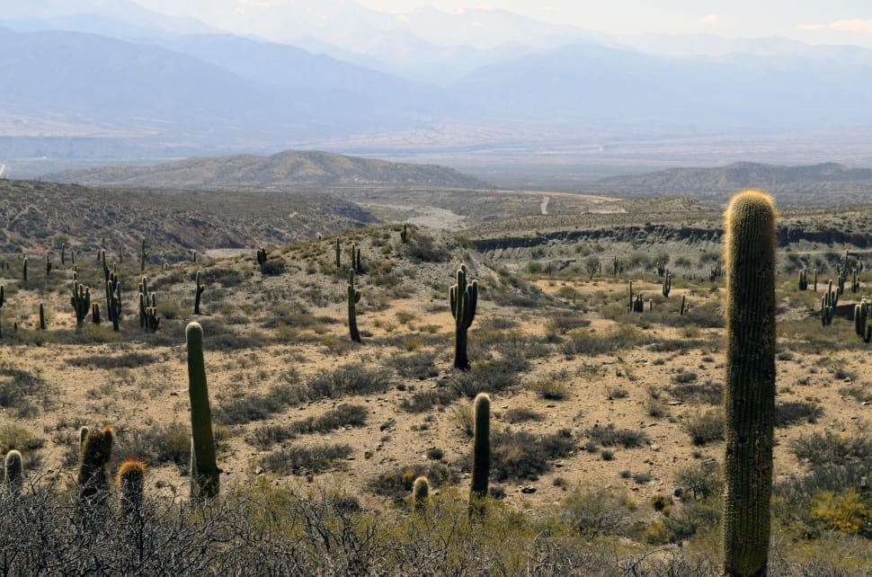 cactus field with mountain view during daytime preview