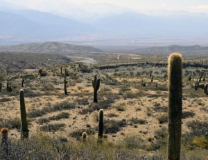 cactus field with mountain view during daytime thumbnail