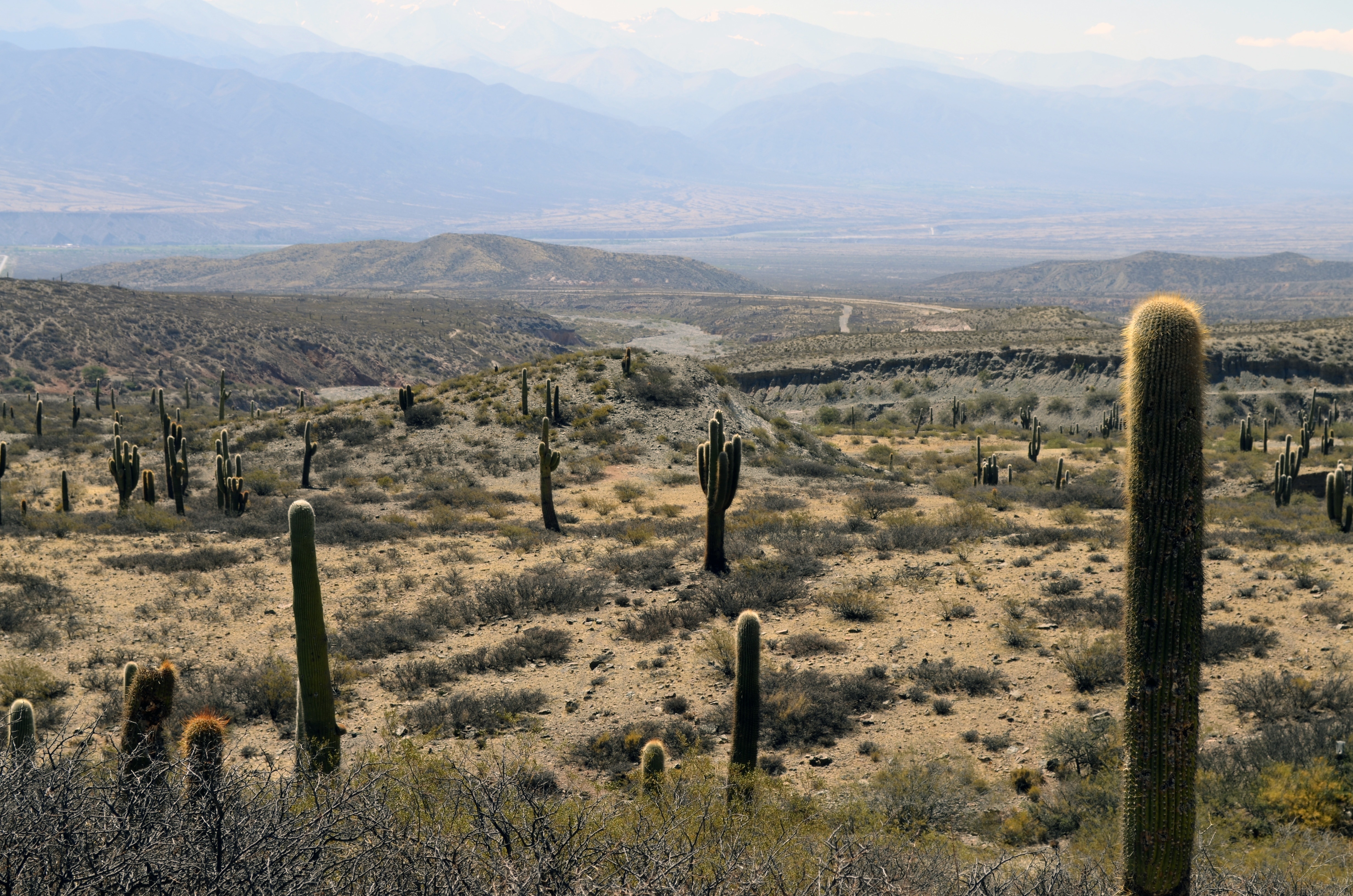 cactus field with mountain view during daytime