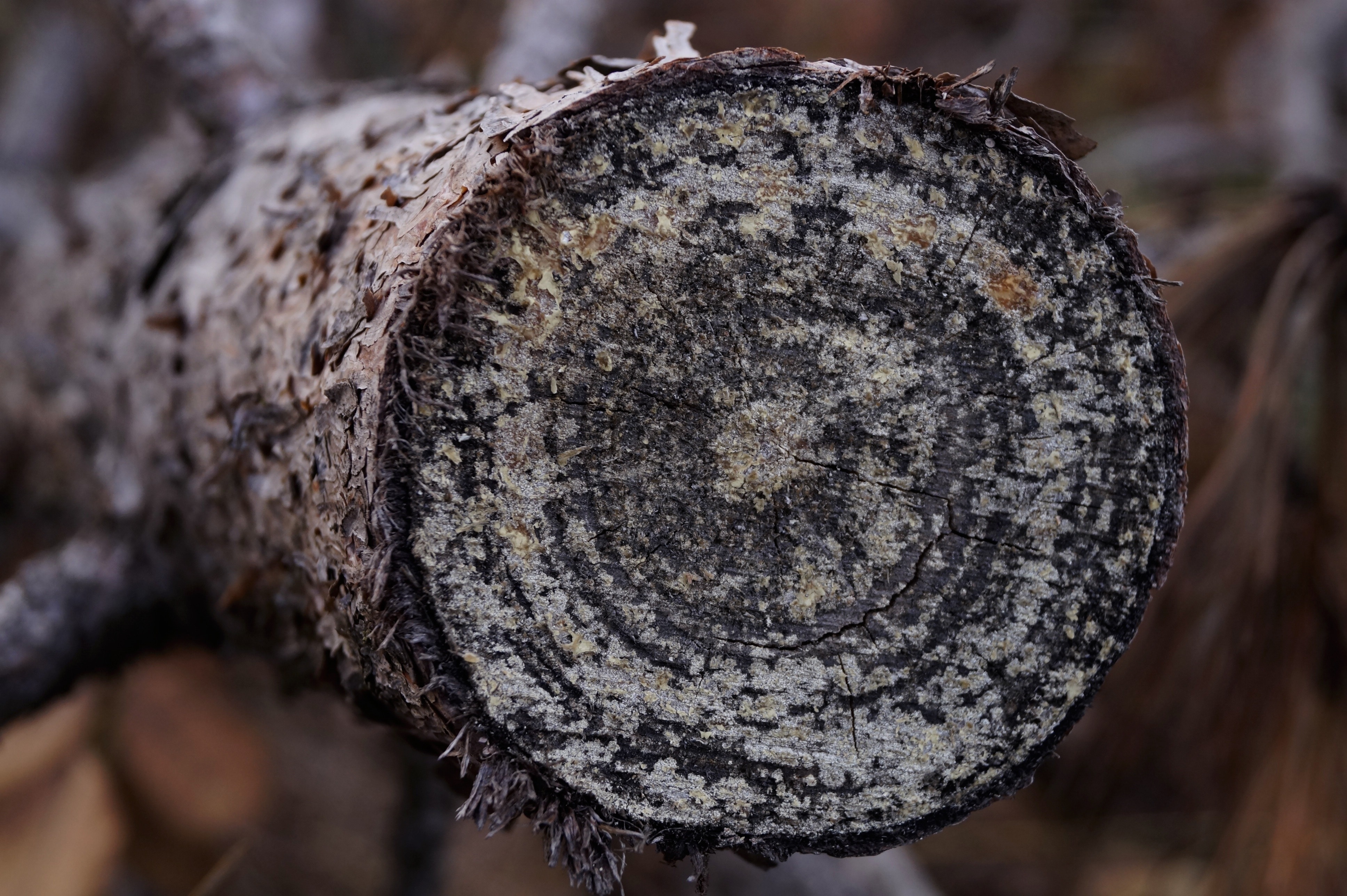 black wood log