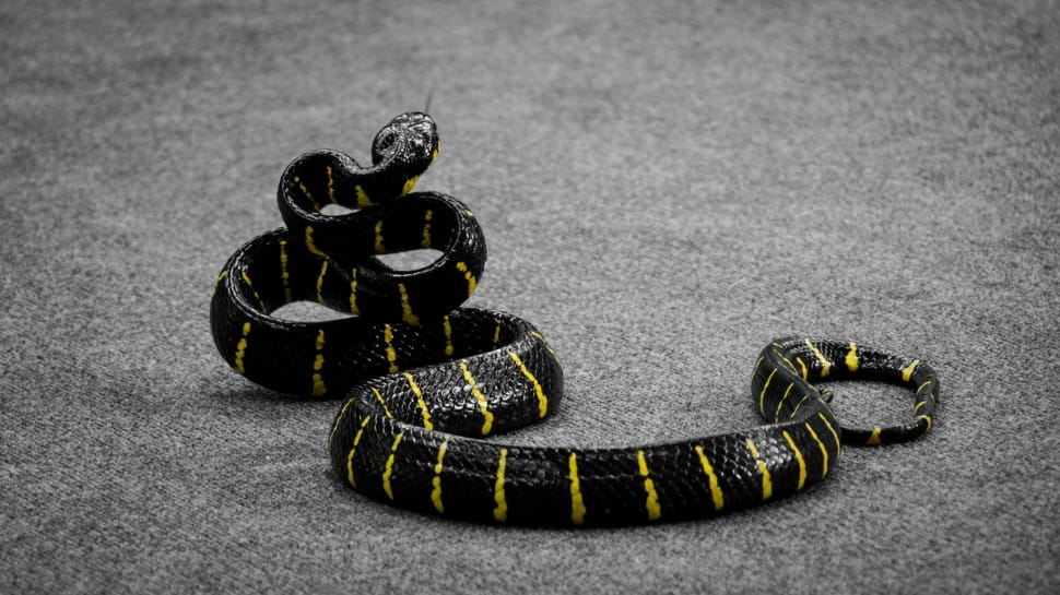 black and yellow snake preview