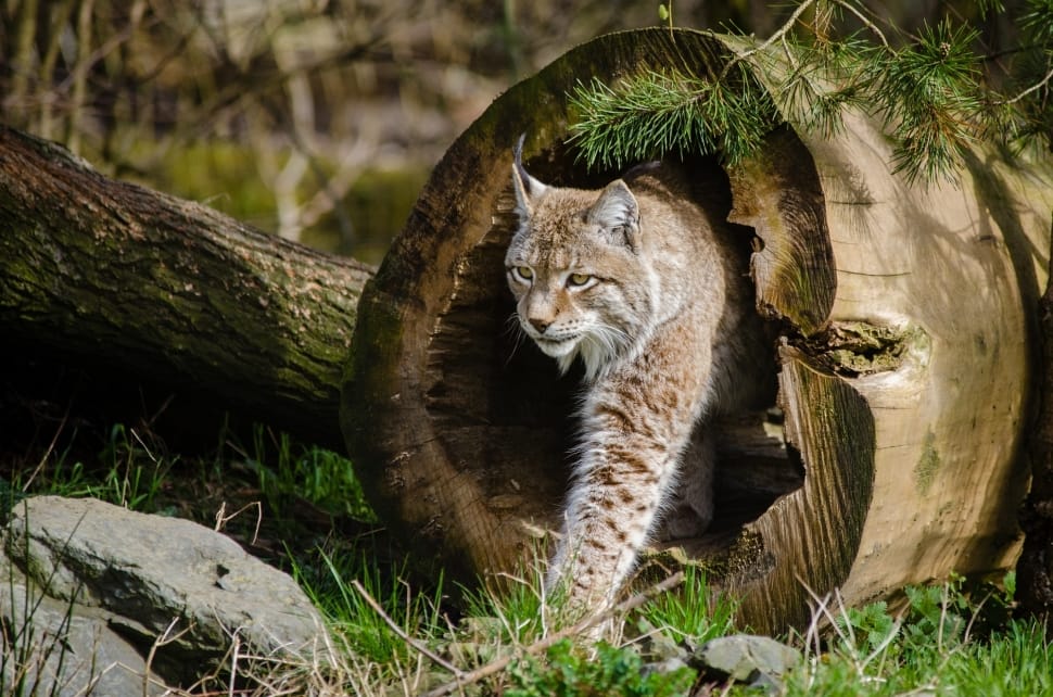 Wildlife, Predator, Nature, Bobcat, Lynx, one animal, animal wildlife preview