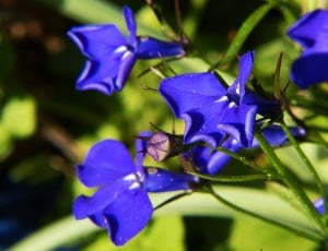 blue geranium flowers thumbnail