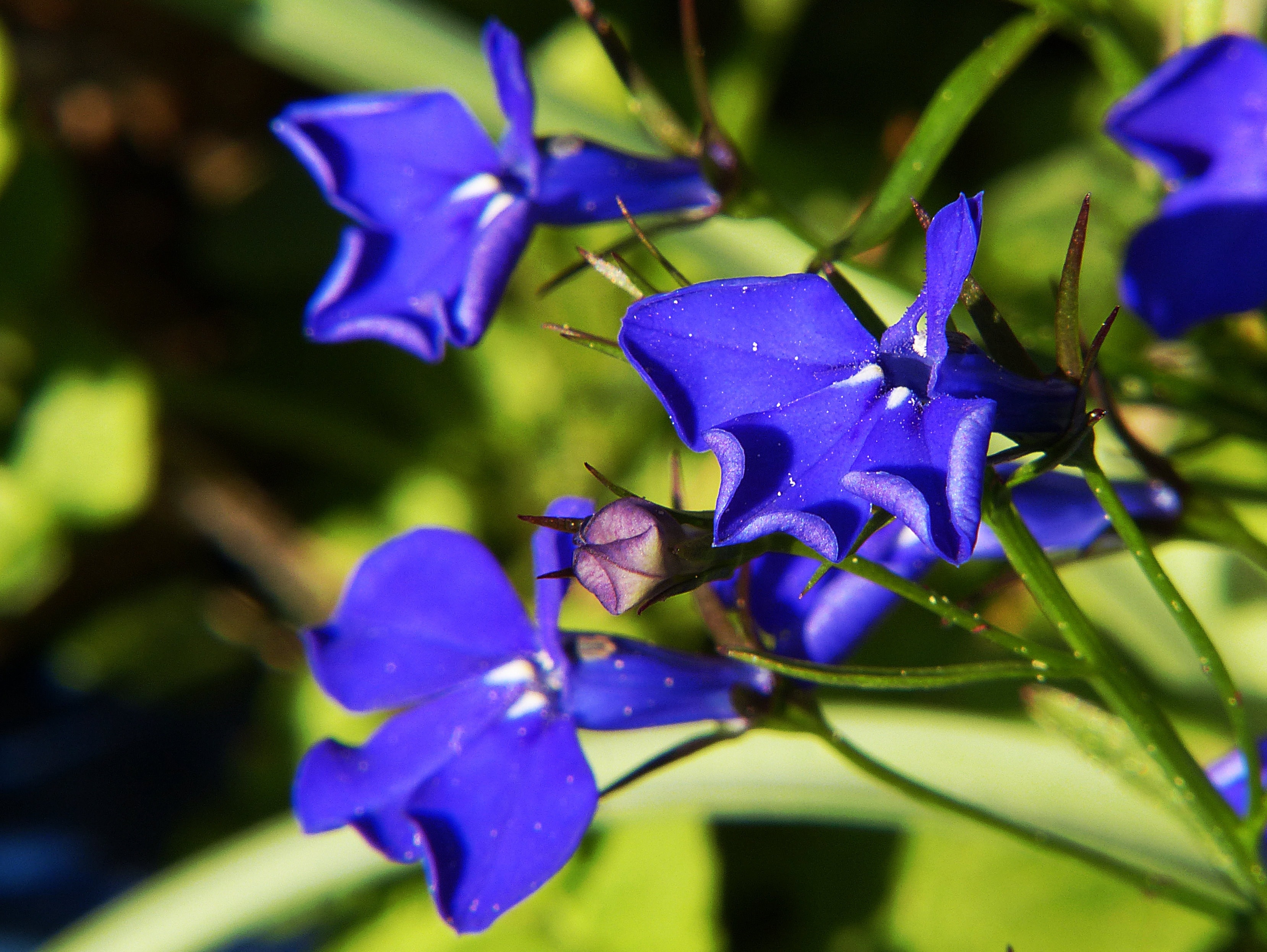 blue geranium flowers