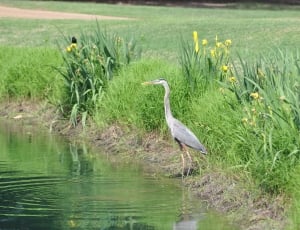 gray crane bird in water near yellow petal flowers during daytime thumbnail