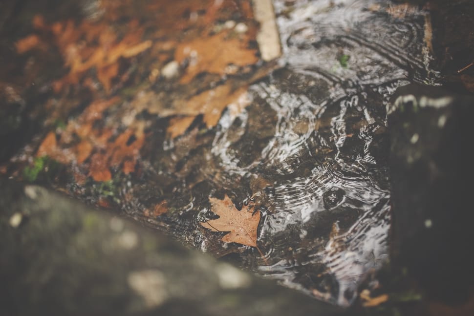 shallow focus photography of dried leaves floating on water preview