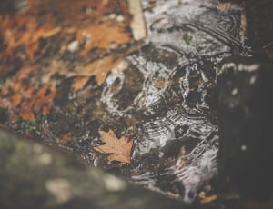 shallow focus photography of dried leaves floating on water thumbnail