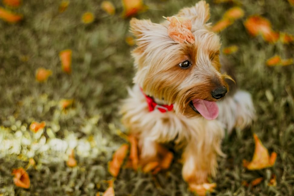 selective focus of tan yorkshire terrier sitting on green field preview
