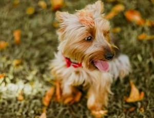 selective focus of tan yorkshire terrier sitting on green field thumbnail