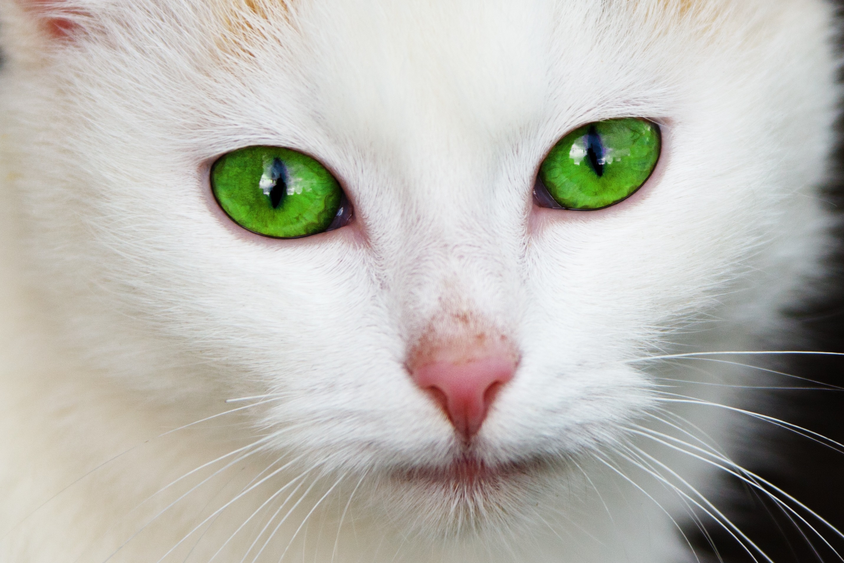 white cat