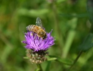 bee on top of purple flower thumbnail