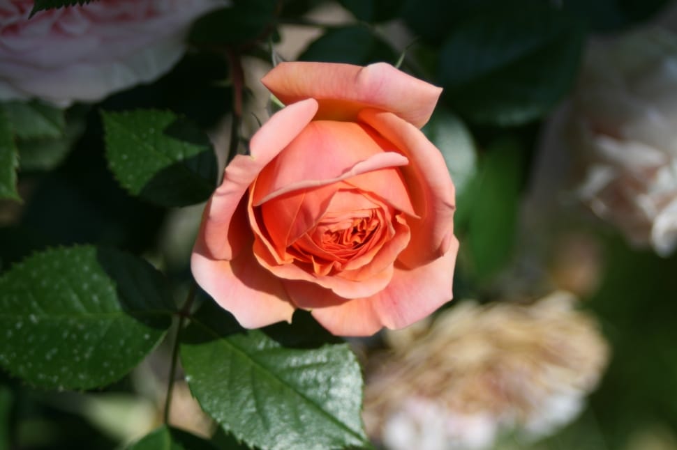 pink rose with green leaves preview