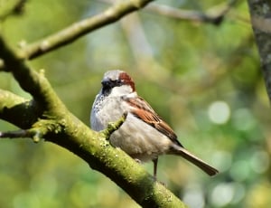beige and brown Sparrow bird on a branch thumbnail