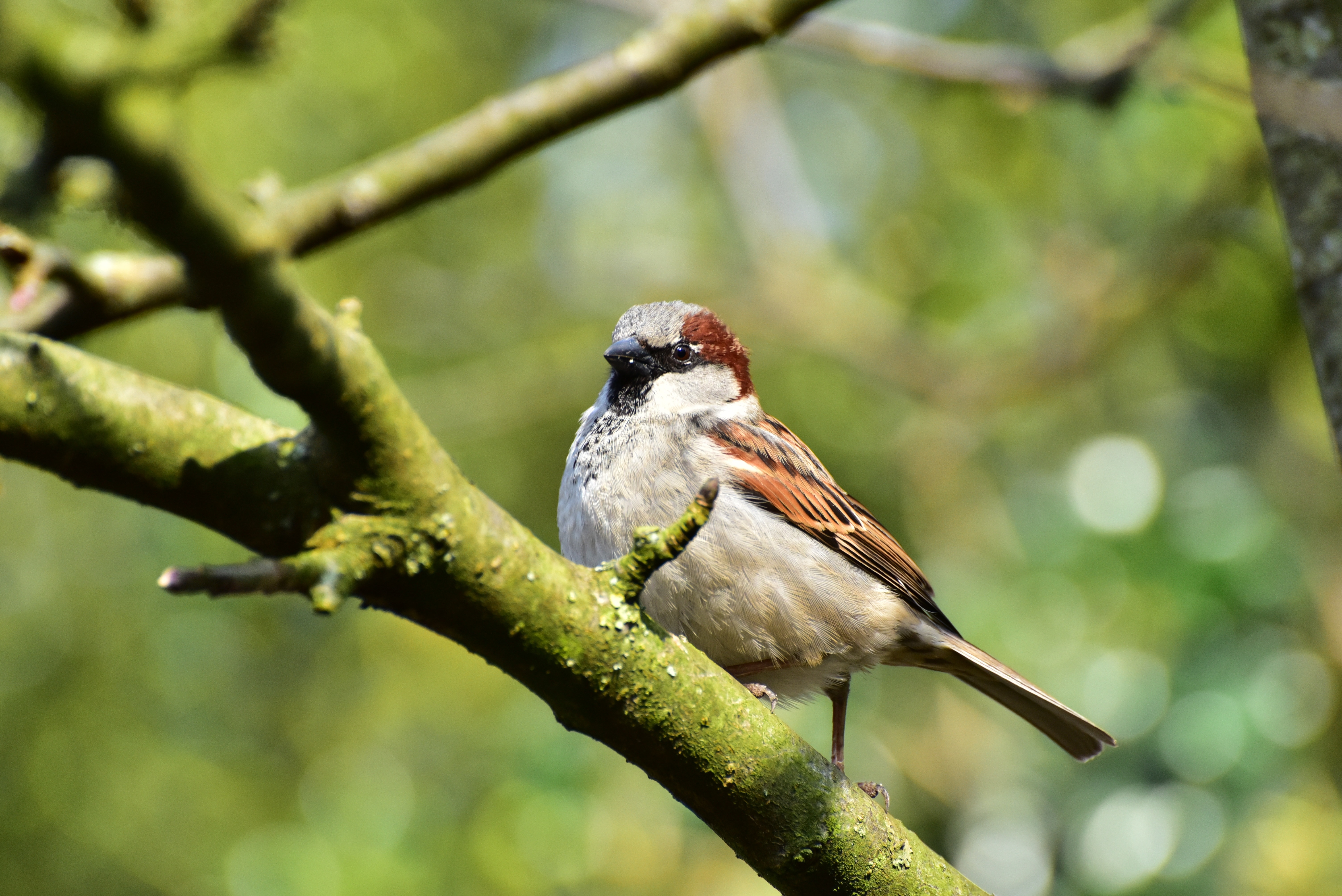 beige and brown Sparrow bird on a branch