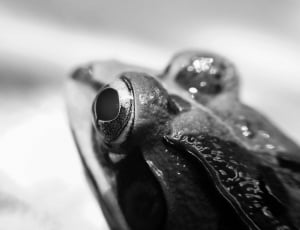 grayscale photography of frog thumbnail
