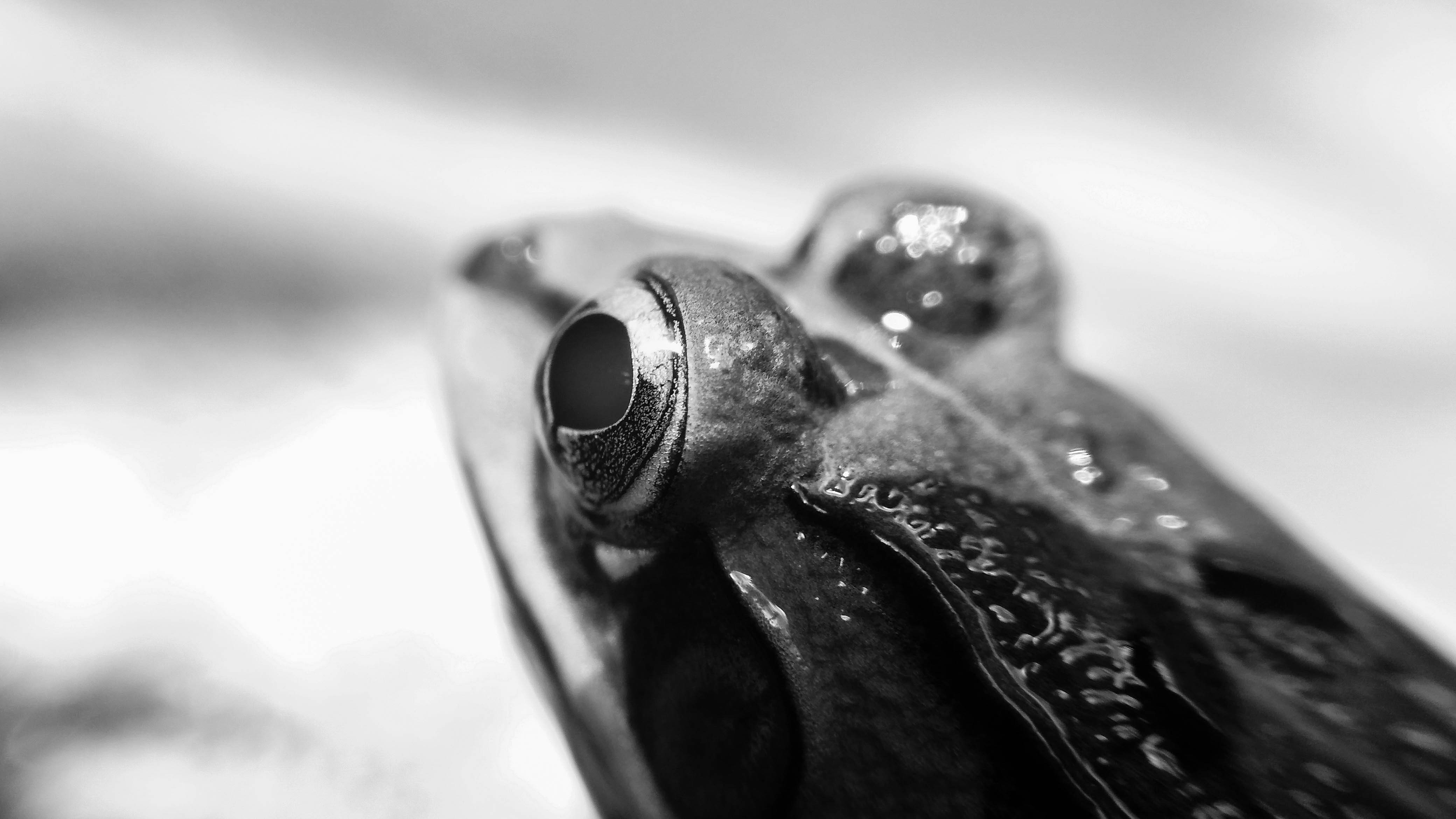 grayscale photography of frog