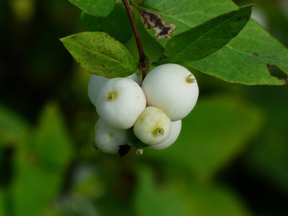 White, Common Snowberry, Berries, food and drink, fruit preview