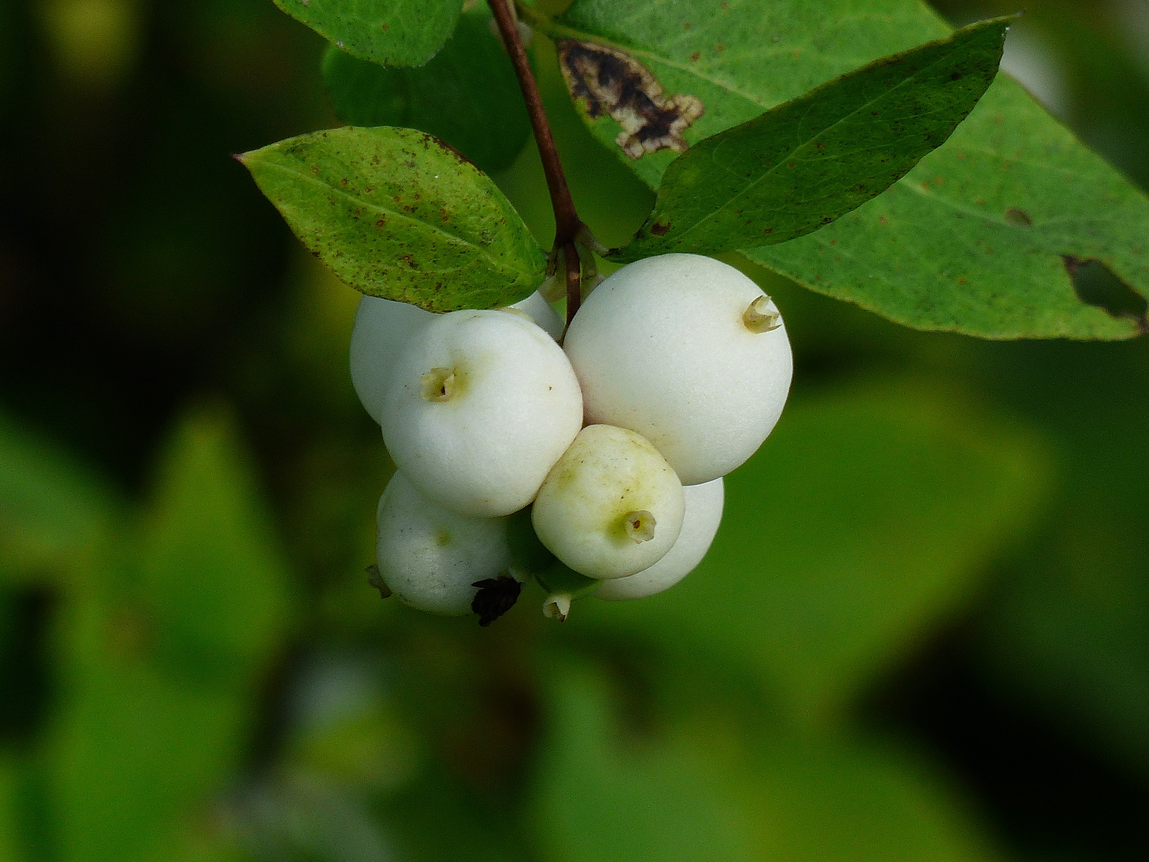 White, Common Snowberry, Berries, food and drink, fruit