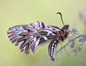 white and pink butterfly thumbnail