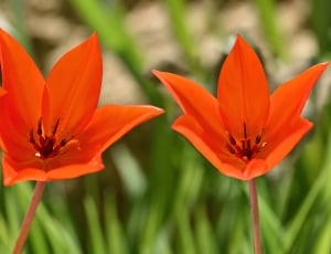 two orange flower thumbnail